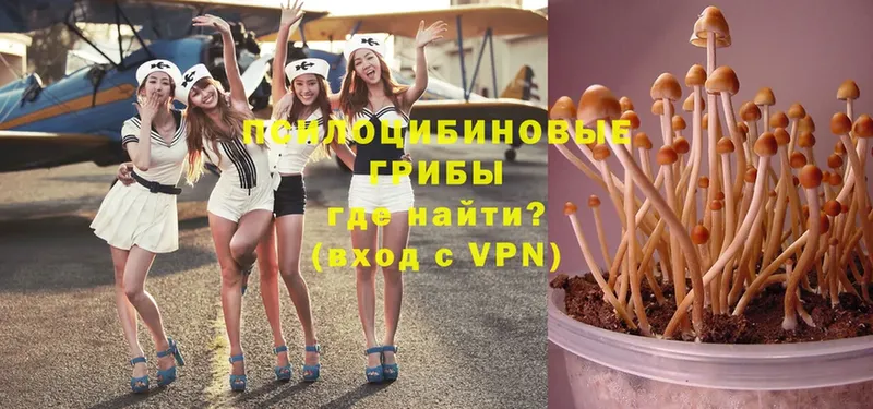 omg онион  Зерноград  Галлюциногенные грибы Psilocybe  хочу  